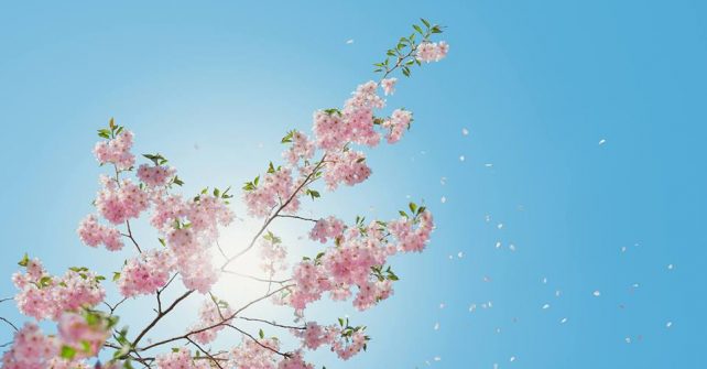Mindfulness Spring edition
